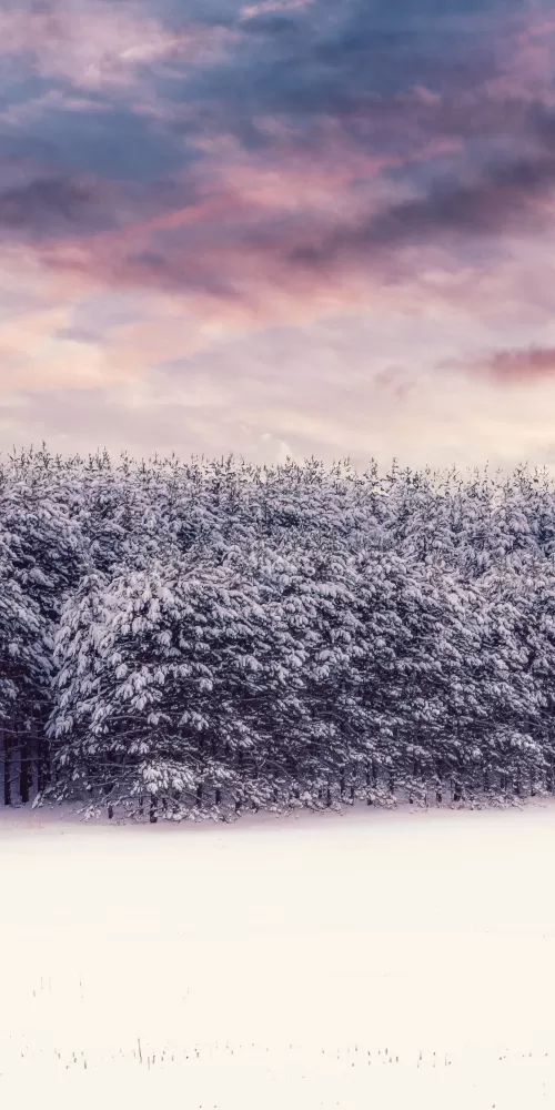 Snow covered, Trees, Winter snow, Landscape, Clouds, Scenery, White, Forest, 5K, 8K