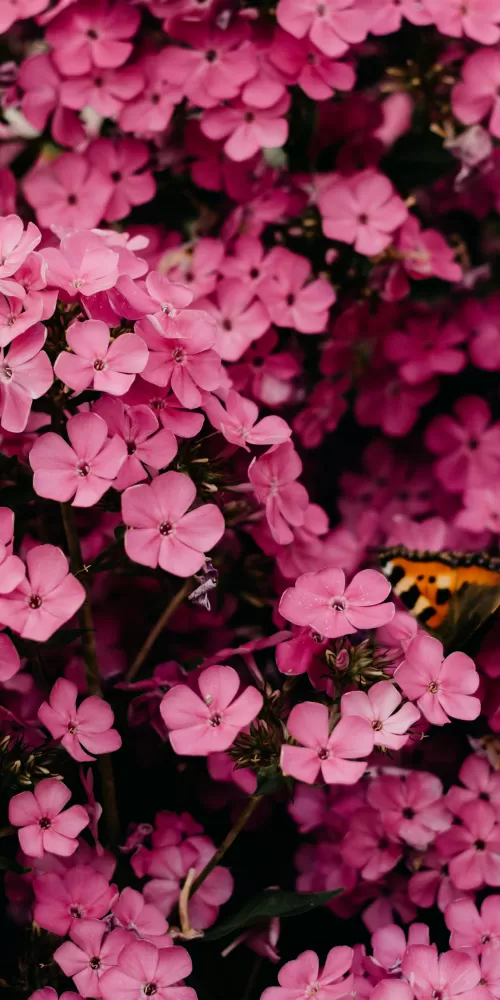 Pink flowers, Closeup, Floral Background, Blossom, Bloom, Spring, Vibrant, 5K