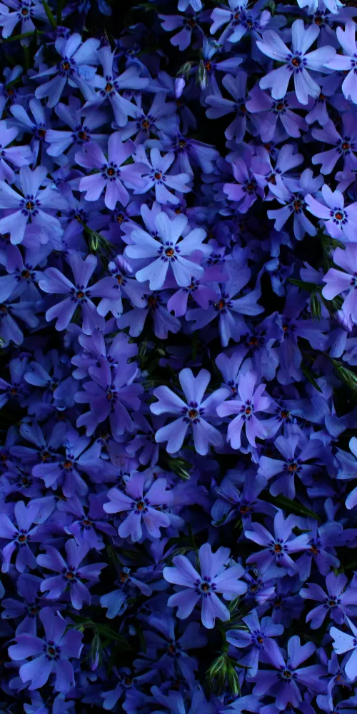 Blue flowers, Floral Background, Blossom, Garden, Beautiful, 5K