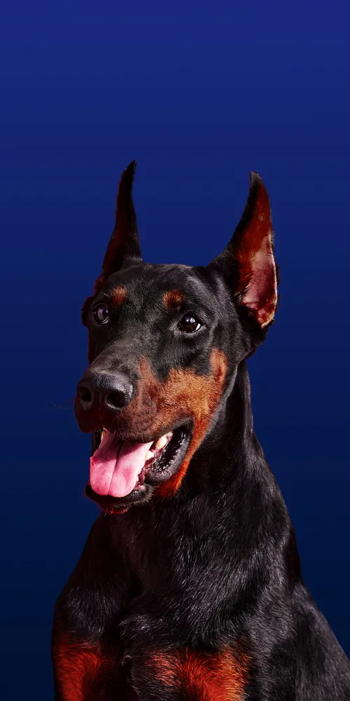 OxygenOS 16, Stock wallpaper