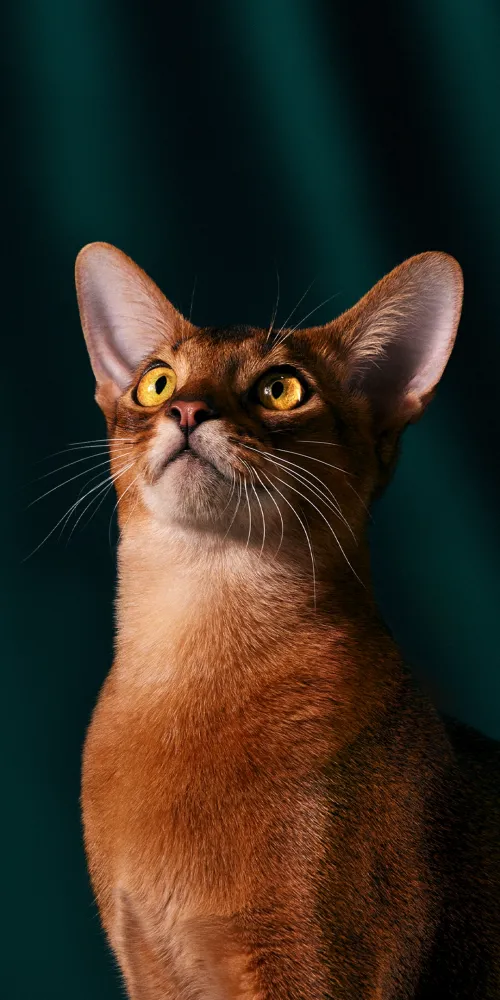 OxygenOS 16, Stock wallpaper