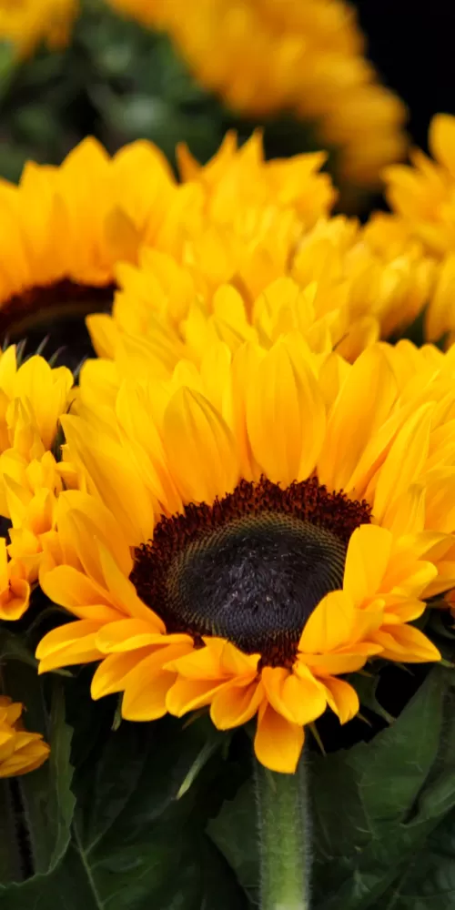 Sunflowers, Blossom, Spring, Floral, Yellow flowers, Closeup, Beautiful, Flower garden, Bright, 5K