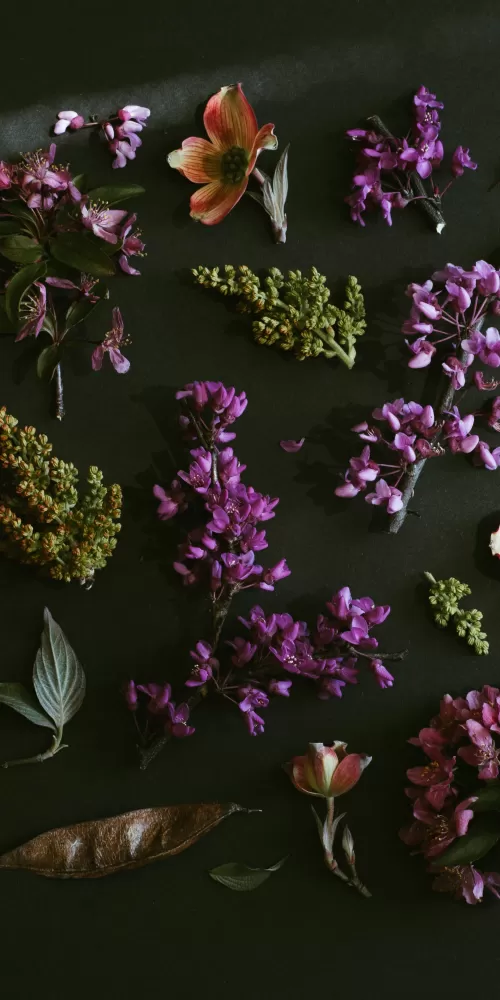 Purple Flowers, Dark background, Spring flowers, Green leaves, Foliage, 5K