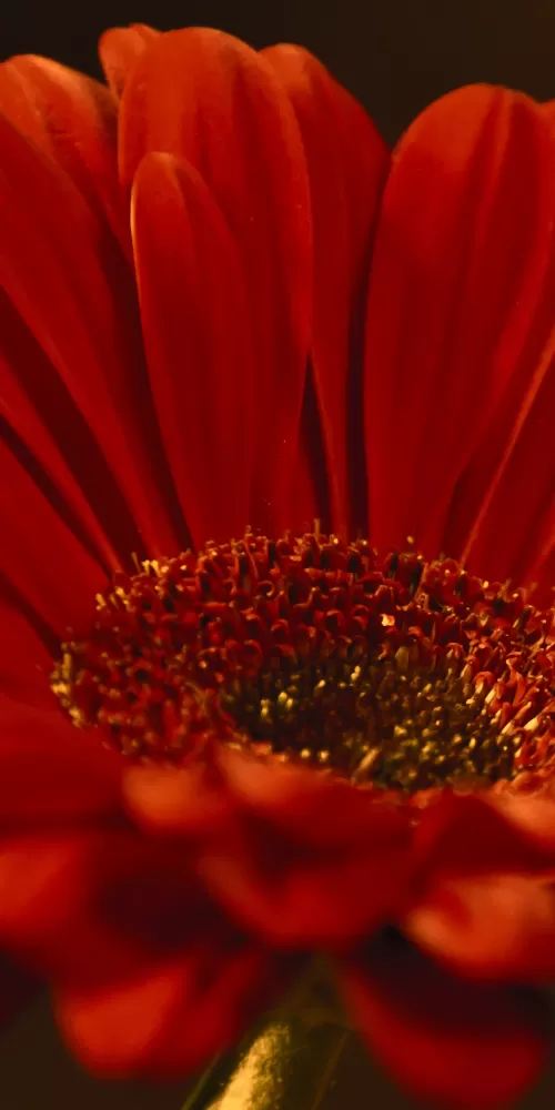Gerbera Daisy, Red flower, Closeup, Macro, Dark background, Petals, Blossom, Bloom, Spring, 5K