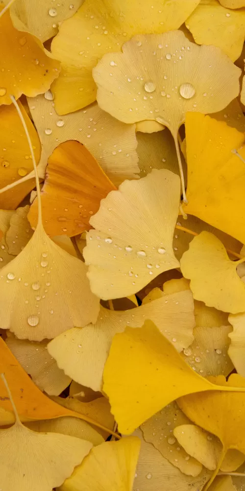 Ginkgo Leaves, Yellow leaves, Autumn, Foliage, Dew Drops, Water drops, Leaf Background, Aesthetic, 5K