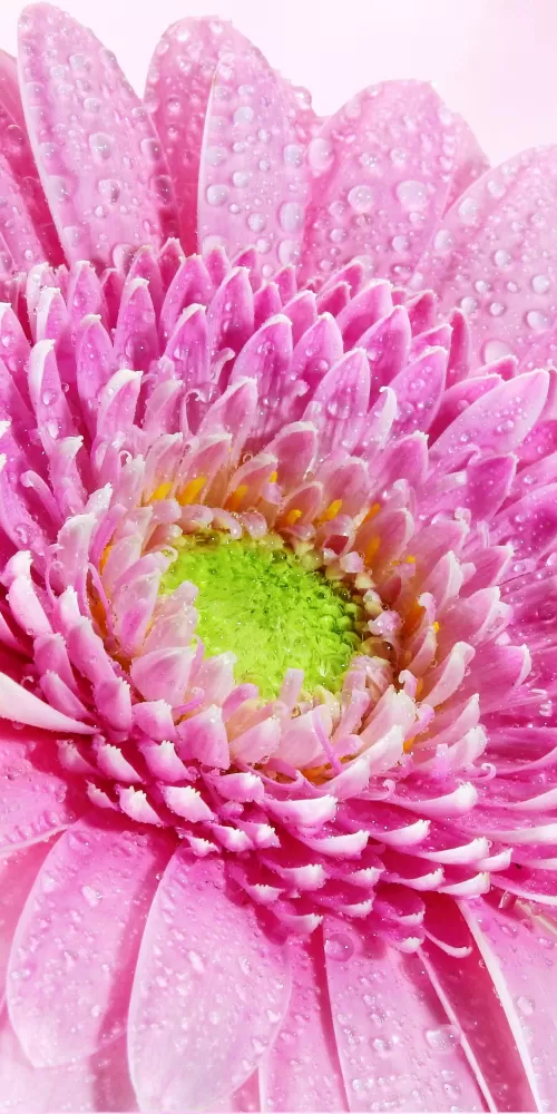Gerbera Daisy, Pink flower, Water drops, Dew Drops, Closeup, Macro, Pink background, Blossom, Bloom, Spring, 5K