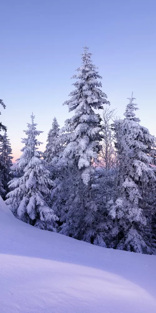 Winter, Snow, Pine trees, Evening, Cold, Switzerland, December, 5K
