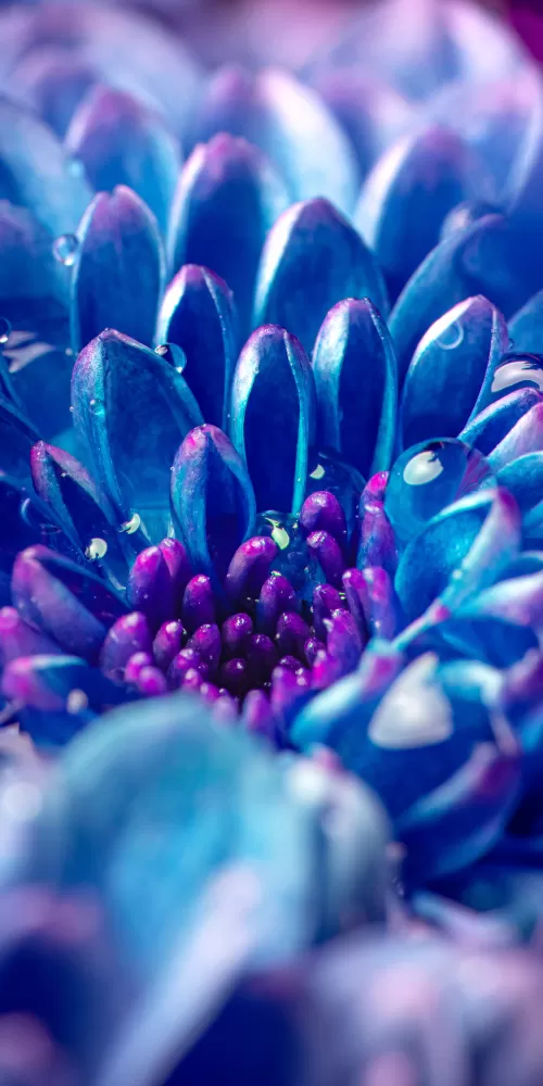 Blue flower, Macro, Vivid, Close up, Dew Drops, Droplets, Aesthetic