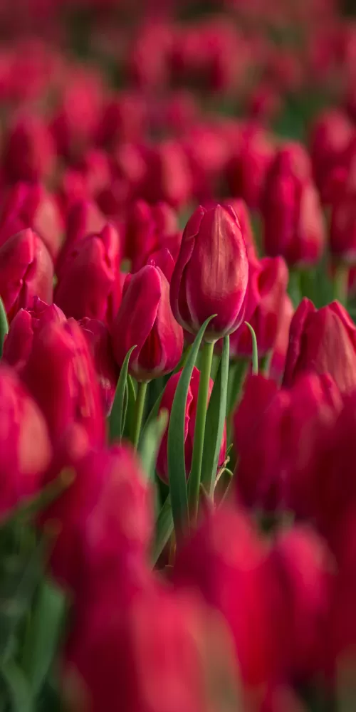 Red Tulips, Tulips field, Close up, Blossom, Bloom, Spring, Colorful, Floral Background, Bokeh, Selective Focus, 5K