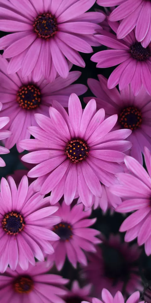 Pink Daisies, Spring, Blossom, Bloom, Closeup, Floral Background, Beautiful, 5K