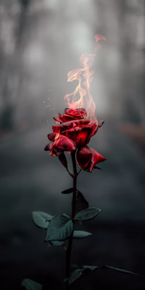 Rose flower, Fire, Burning, Dark