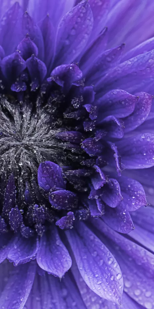 Violet flowers, Closeup, Macro, Water drops, Dew Drops, Blossom, Bloom, Spring, Flora, Petals, 5K