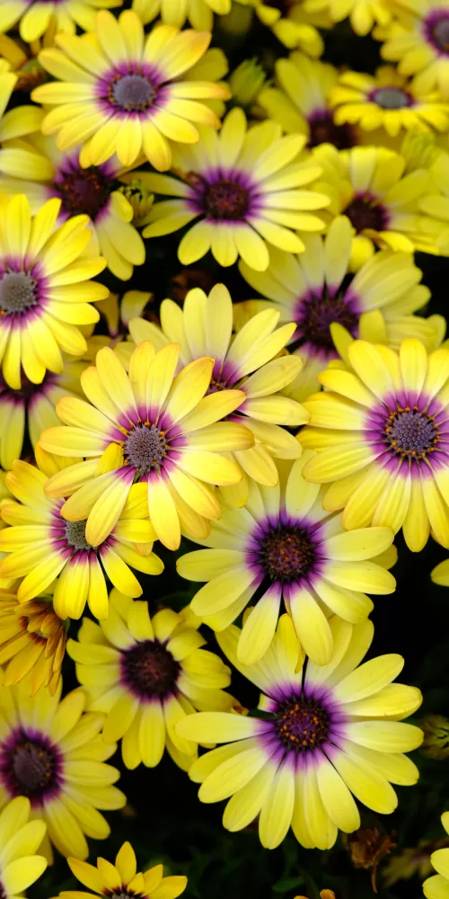 Yellow Daisies, Blossom, Bloom, Spring, Yellow flowers, Close up, Purple, Floral Background, 5K