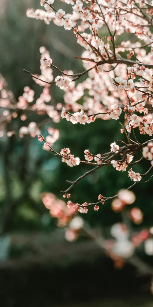 Cherry blossom, Bokeh, Blur background, Selective Focus, Pink flowers, Spring, 5K, 8K