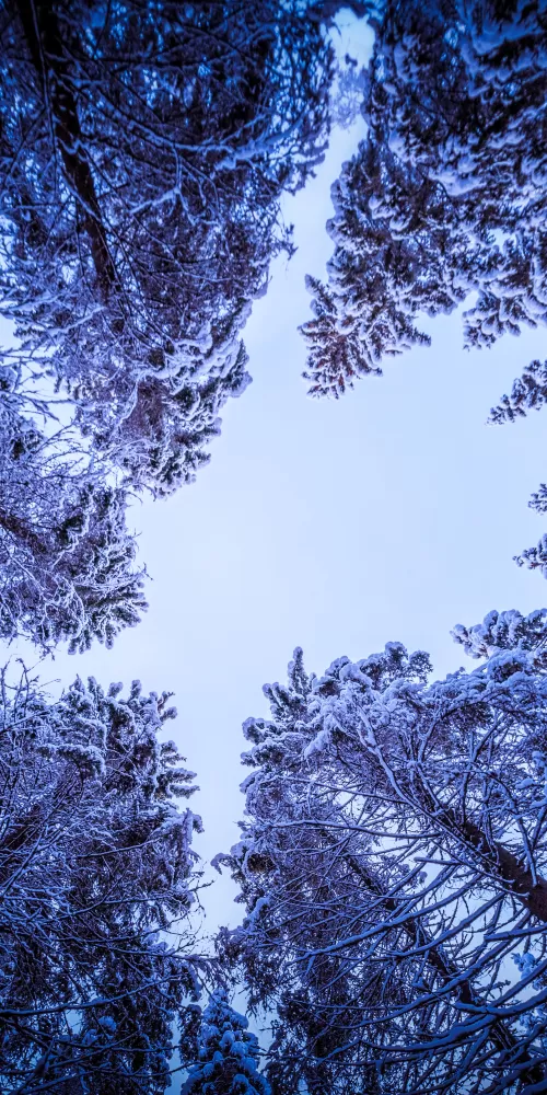 Snowy Trees, Forest, Winter, Looking up at Sky, Upward, Seasons, 5K
