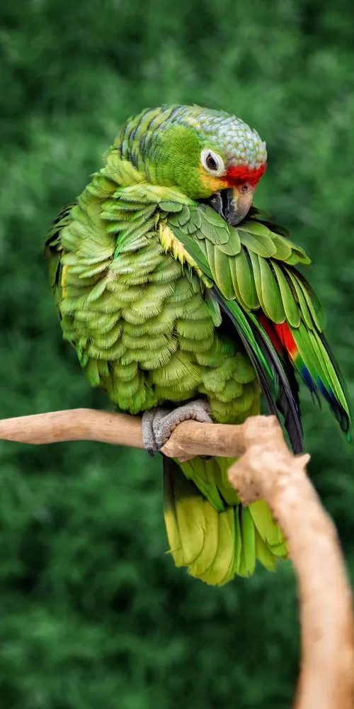 Parrot, Green background, Bokeh, Tree Branch, Selective Focus, Portrait, Bird, 5K