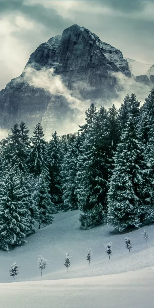 Forest, Mountains, Pine trees, Winter, Peak