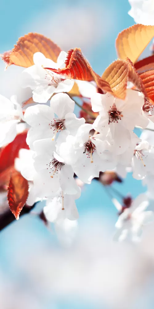 Cherry blossom Cherry flowers, Spring, France, White flowers