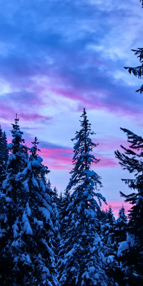 Pine trees, Snow covered, Winter, Forest, Sunset, 5K