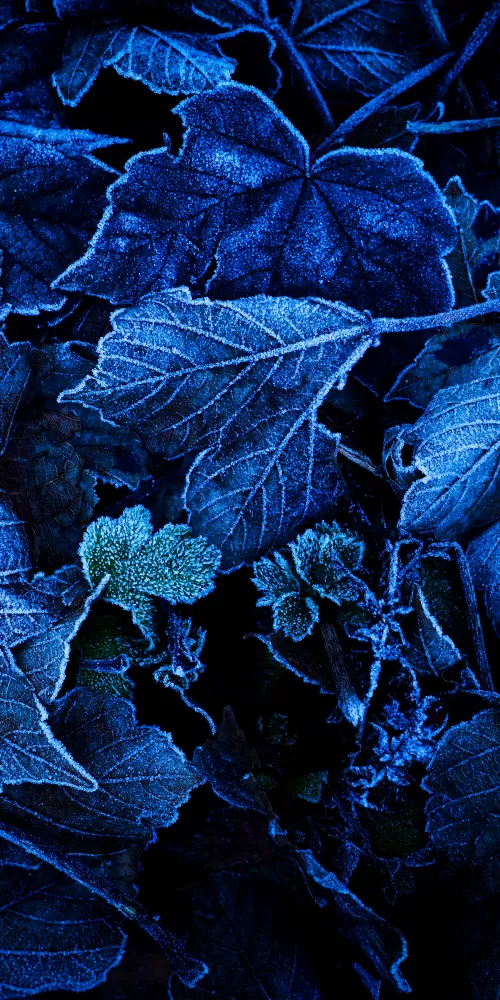 Frozen Leaves, Foliage, Blue, Close up, On The Ground, Winter, 5K