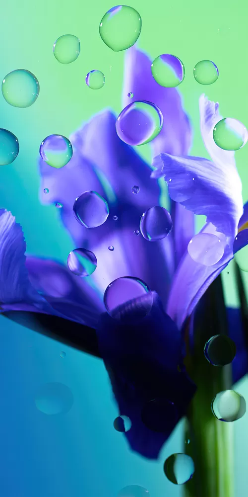 Iris flower, Purple Flower, Water droplets, Gradient background, Radiance, Aesthetic