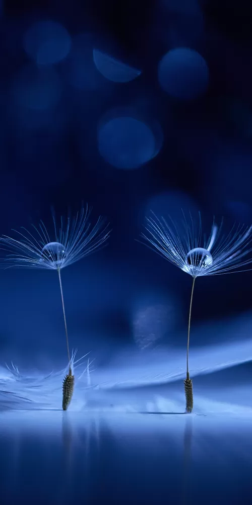 Dandelion flowers, Water drops, Macro, Bokeh Background, Blue background