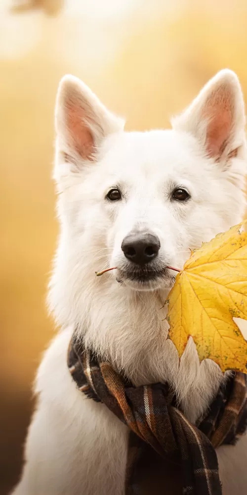 White Swiss Shepherd Dog, Breed Dog, Berger Blanc Suisse, White Shepherd, White Dog, Autumn, 5K