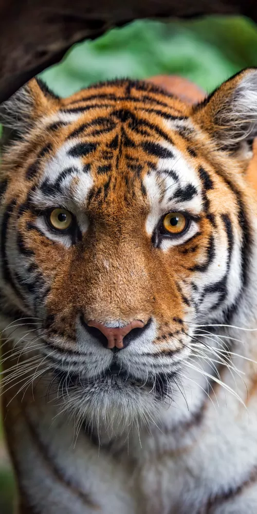 Amur tiger, Siberian tiger, Closeup